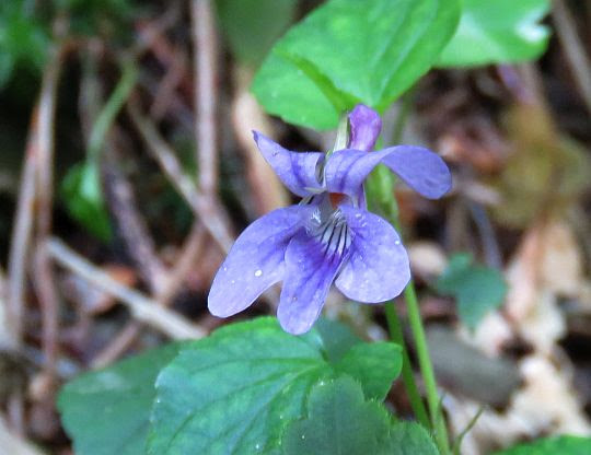 Fiołek leśny (Viola reichenbachiana). Fiołek leśny (Viola reichenbachiana).
