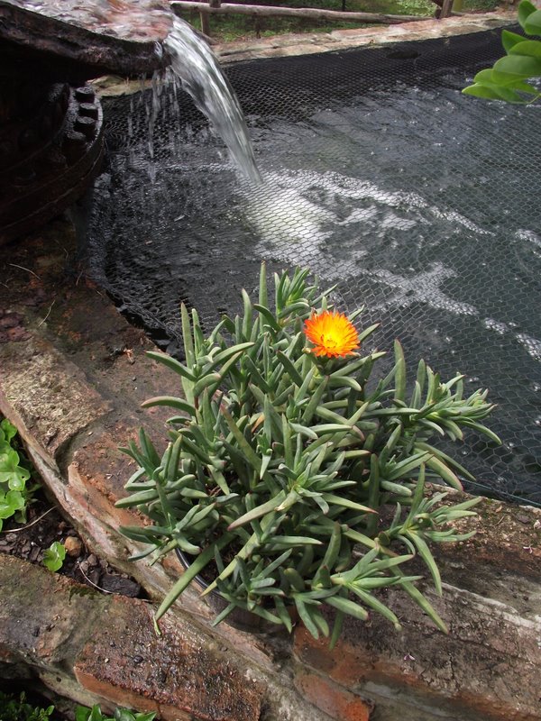 New Plant Indigenous Water Wise Plants Sampleishous!