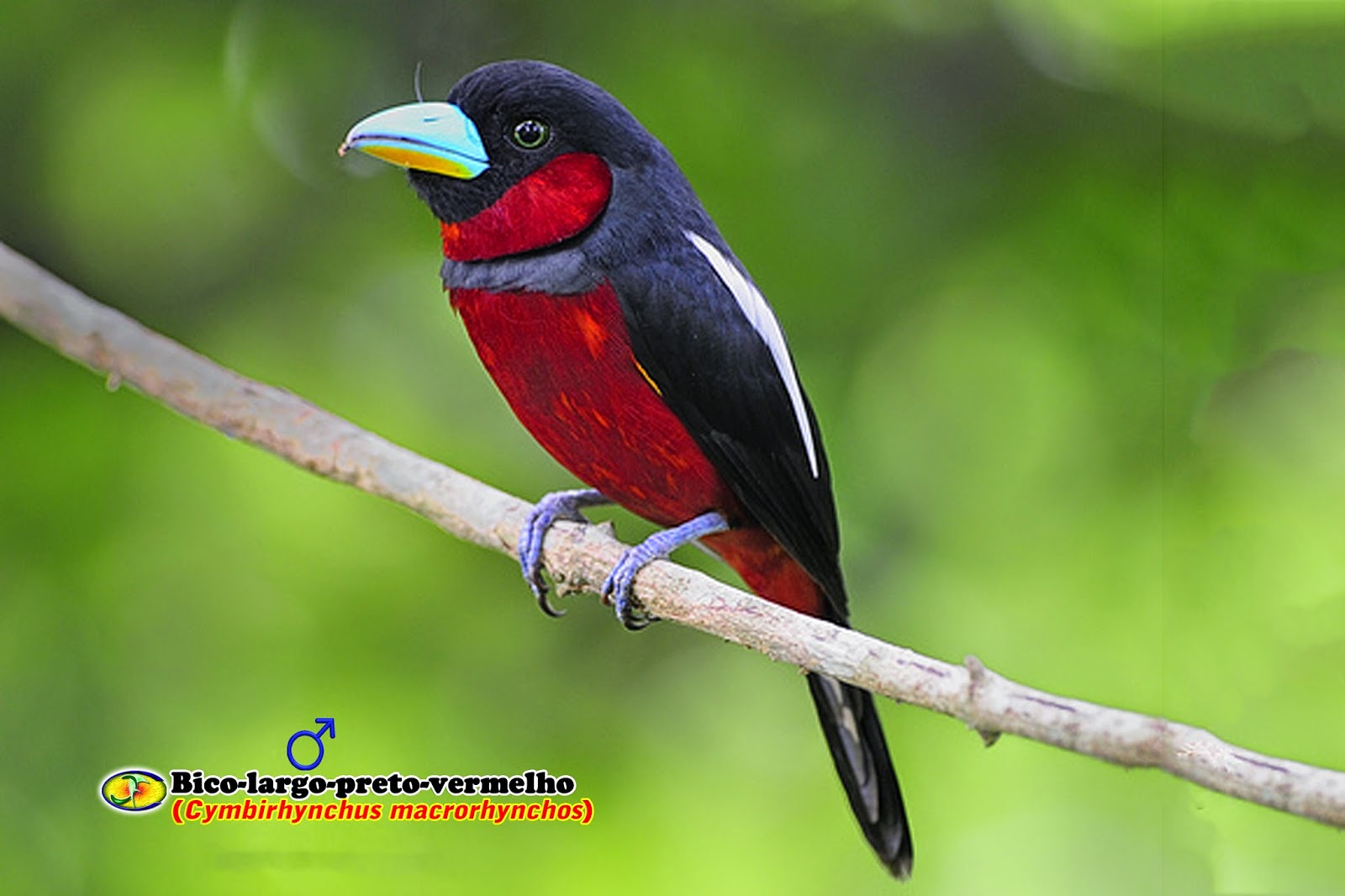 Zoologia Bicolargopretovermelho (Cymbirhynchus macrorhynchos) Zoologia Bicolargopretovermelho (Cymbirhynchus macrorhynchos)