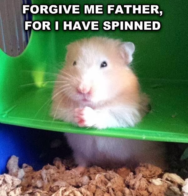 30 Funny animal captions - part 19 (30 pics), hamster picture with funny caption, forgive me father for i have spinned