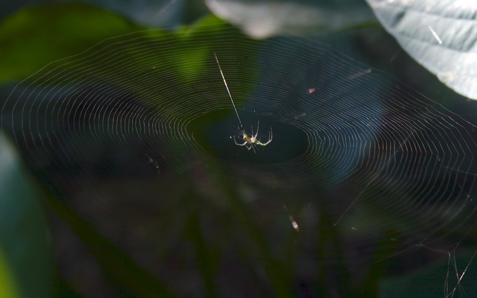 A perfect spider web | SToNZ