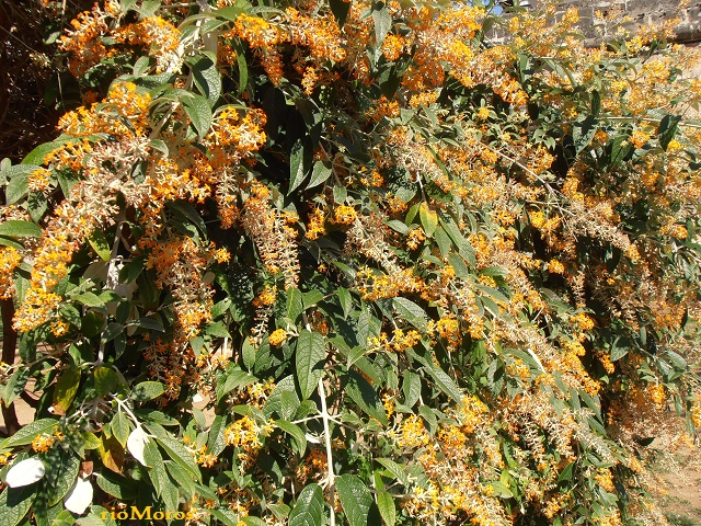 Bugdelia de invierno Buddleja madagascariensis 