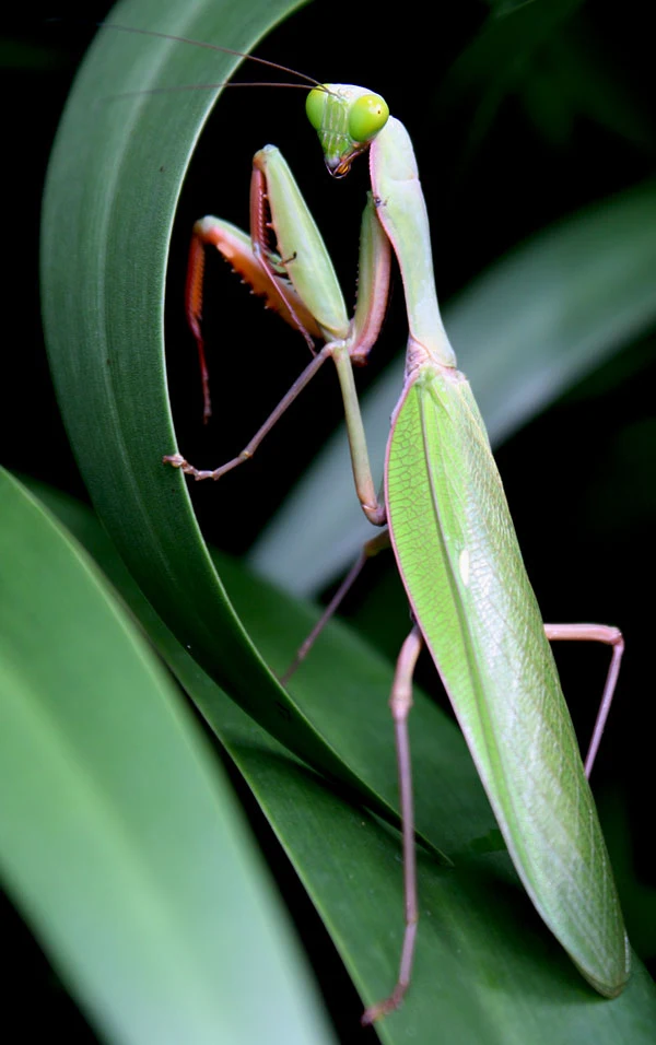 Giant Mantid in our garden