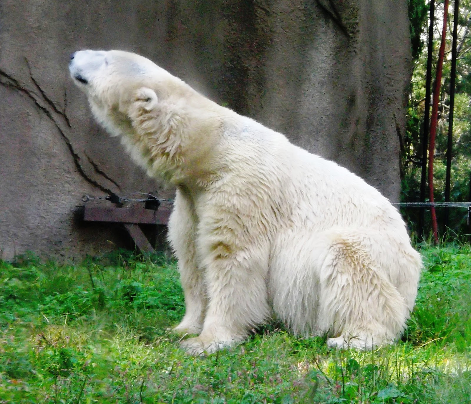 Our Zoo Blog Philadelphia Zoo Polar Bear Oct. 2012