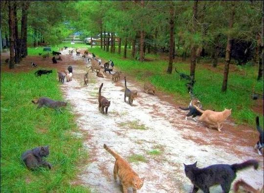 Caboodle Ranch Cat Sanctuary