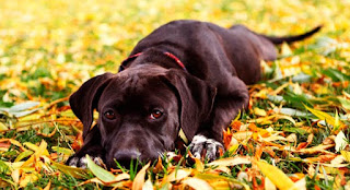 las-senales-calma-perros