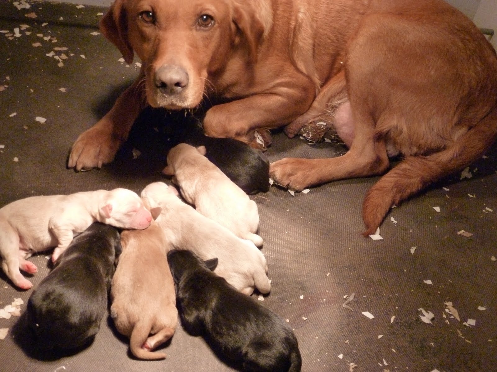 Cuckavalda Gundogs North Yorkshire They have arrived safely