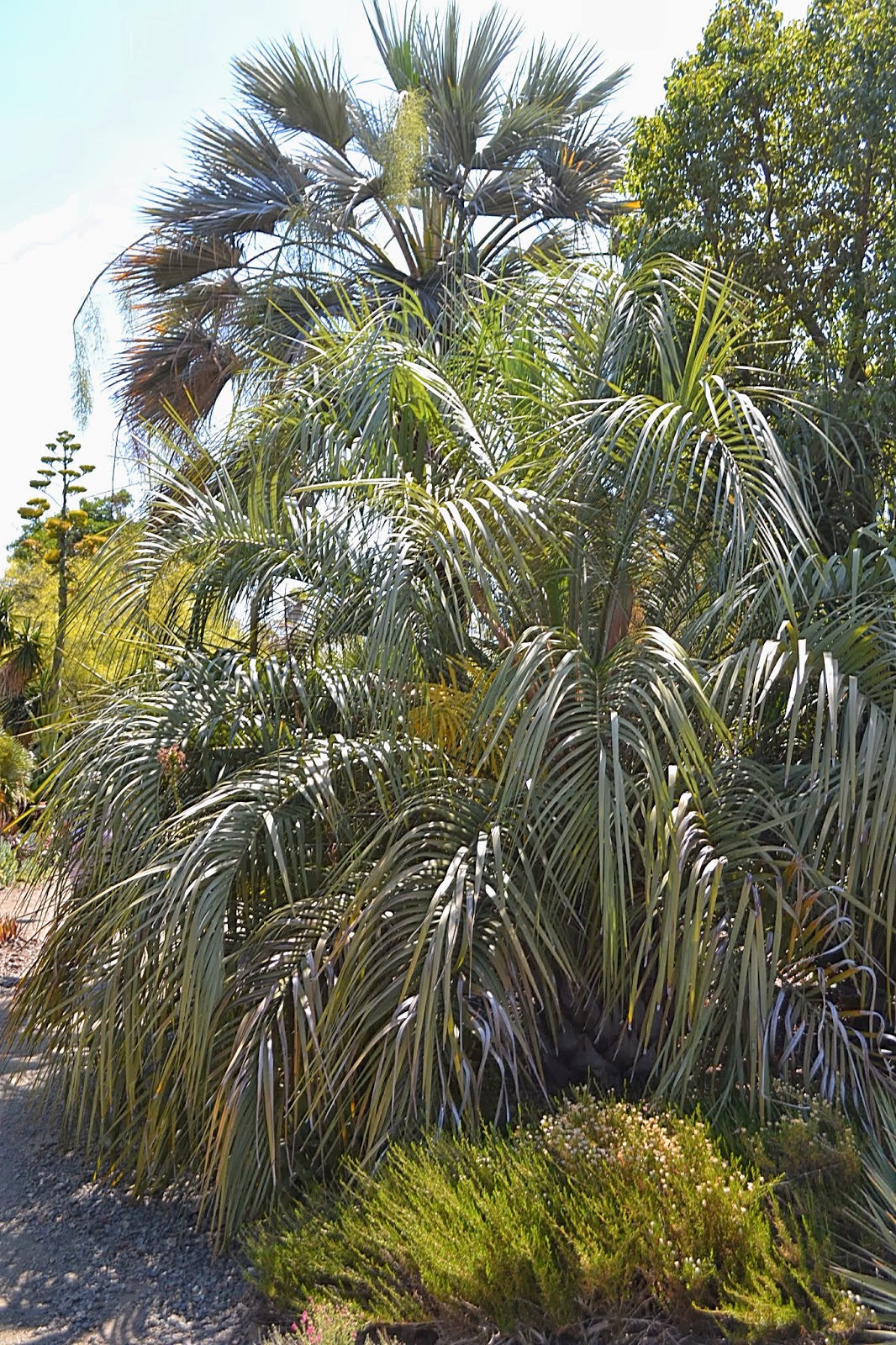 The Outlaw Gardener The Ruth Bancroft Garden Part One Plants