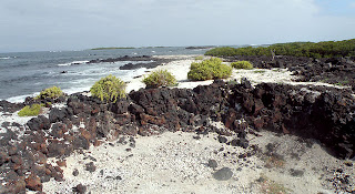 La Calaera Isabela Island, Galapagos