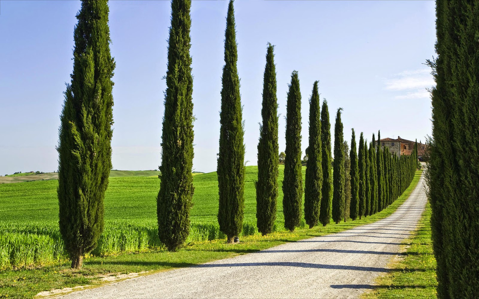 cypress trees growing types tips tree cyprus italian cipreses