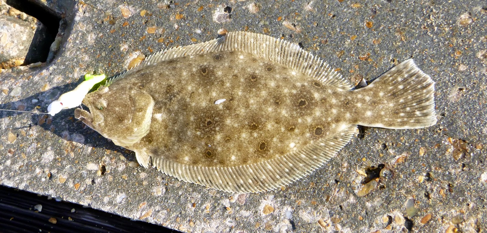 Top Water Charters Fishing Reports and News Beaufort Morehead City