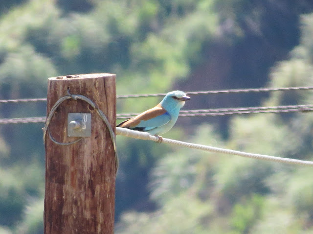 Roller - Diarhizos valley, Cyprus