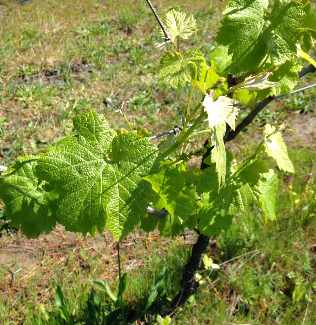 Red to Brown Wine Review Vision realised Avani Winery Mornington