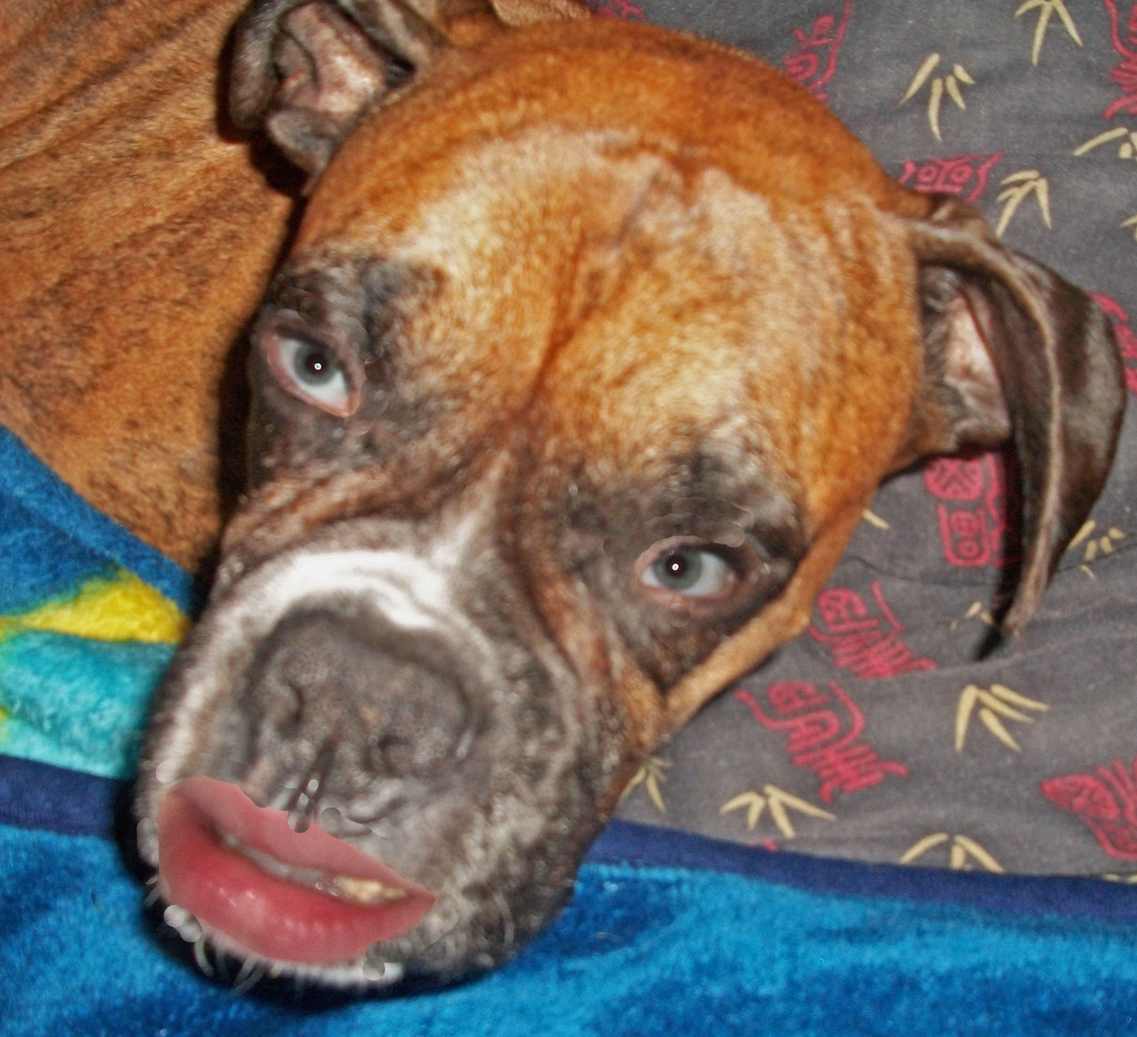 Alexis's Pictures) Animal morph