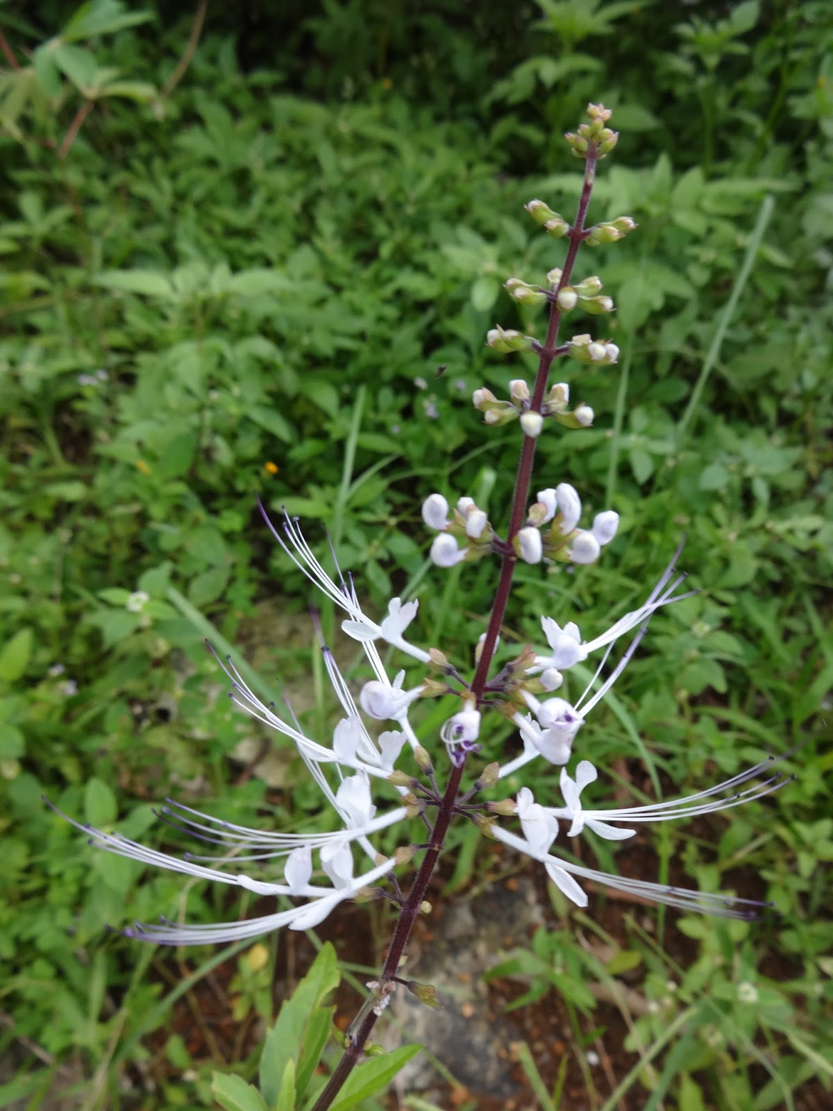 Herbs from Distant Lands Orthosiphon stamineus, Orthosiphon aristatus