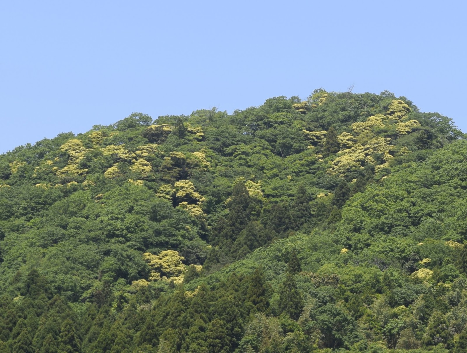 磐城蘭土紀行 山の黄色い花