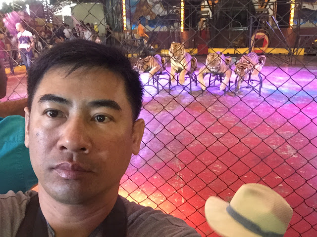 xiếc hổ thái lan