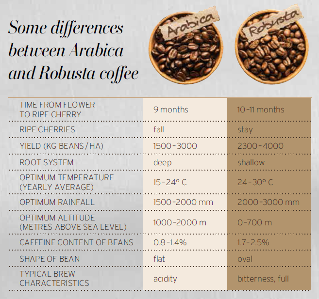 ZORTUK Kahve Robusta vs. Arabica
