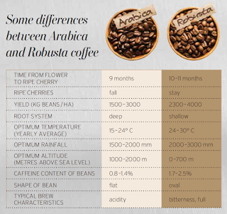 Arabica vs robusta