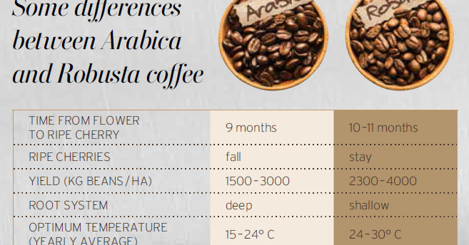 ZORTUK Kahve Robusta vs. Arabica