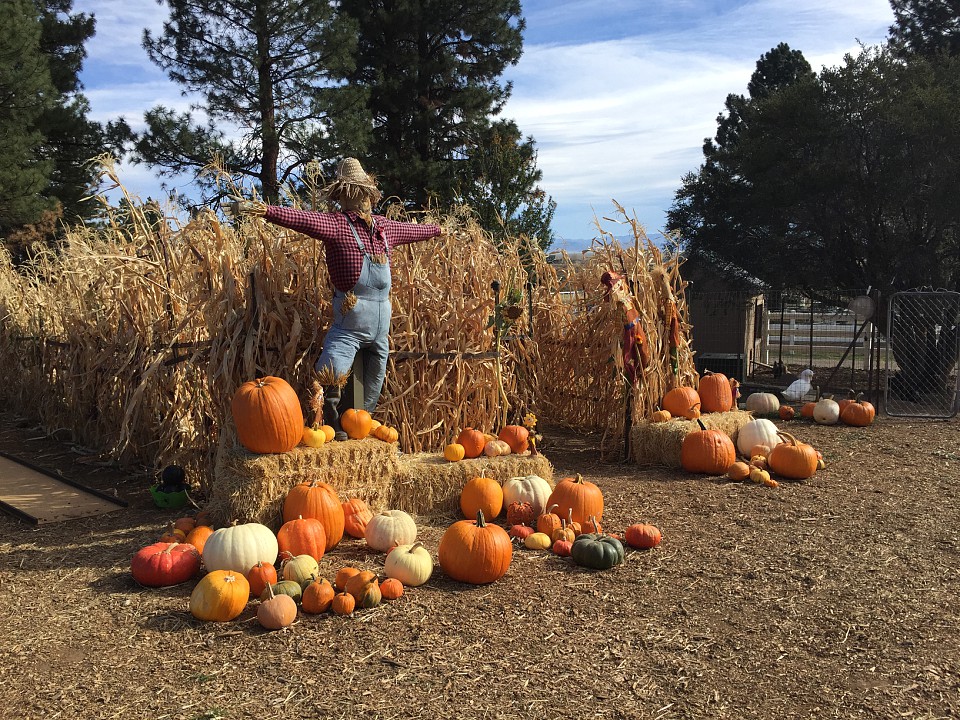 Katie Talks Tahoe Truckee Pumpkin Patches