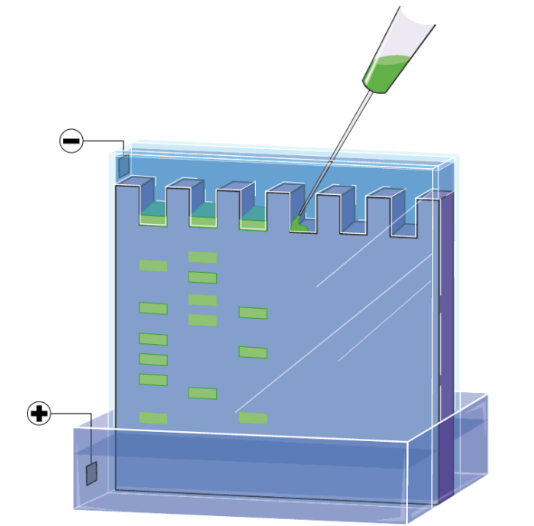 Western Blot Gel Electrophoresis