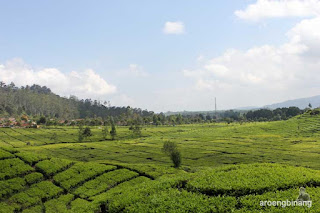 perkebunan teh rancabali ciwidey
