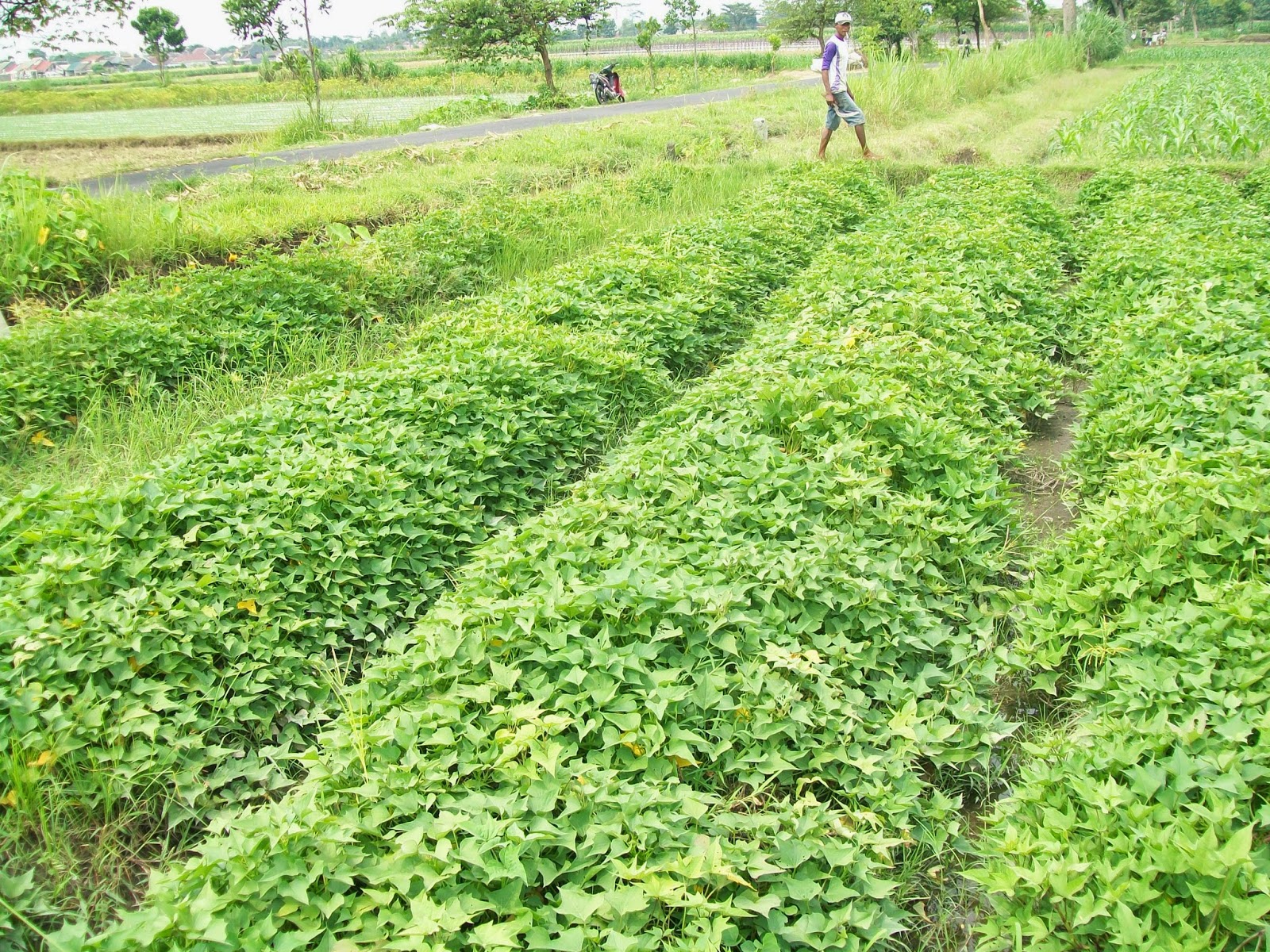 CARA MENANAM / BUDIDAYA UBI JALAR | Pertanian