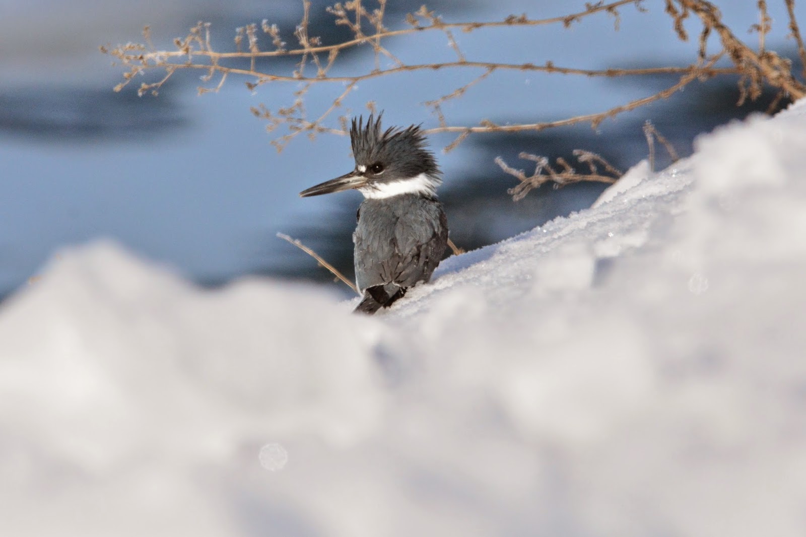 Bill Schiess&#39; Wild in Idaho - Experiences and Essays of Life: Belted Kingfisher in action