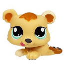 Littlest Pet Shop Petriplets Bear (#1554) Pet Littlest Pet Shop Petriplets Bear (#1554) Pet