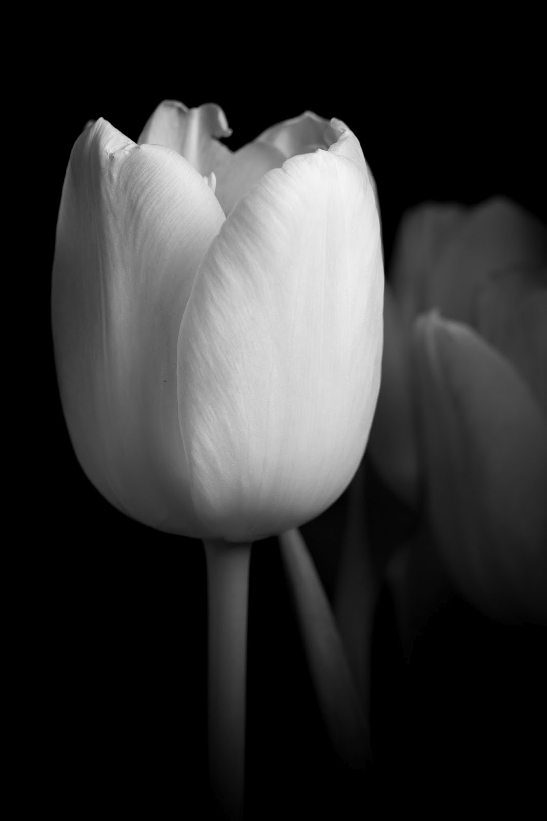 The World in Black & White: Tulip