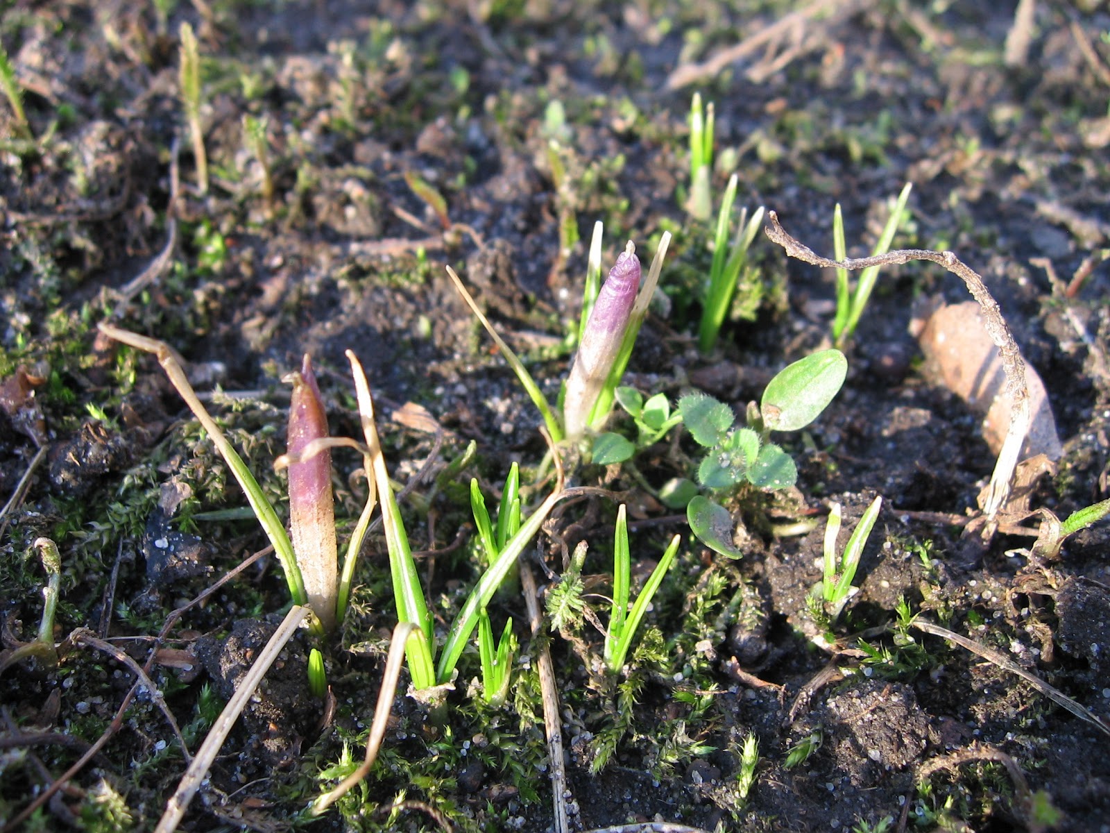 Frajda Przyrodnika Kiełki