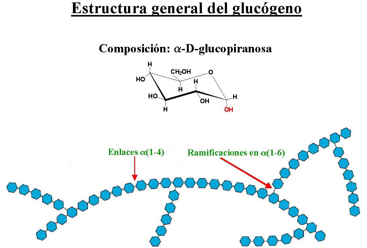 GLUCÓGENO Y SU FUNCIÓN GLUCÓGENO Y SU FUNCIÓN