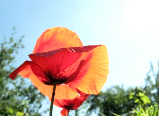 summer poppies, цветы, маки