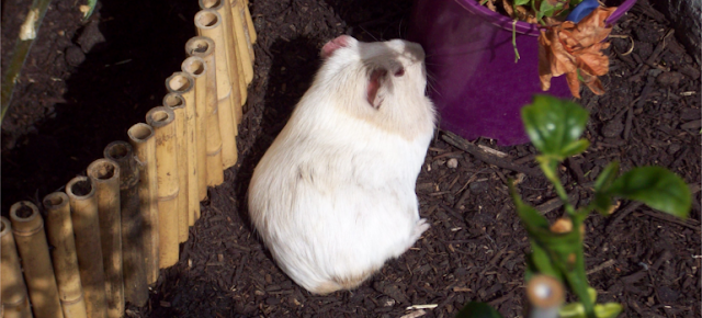 guinea pig run the range
