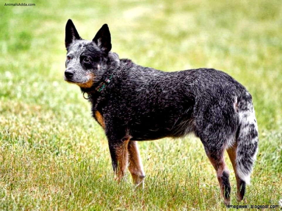 Australian Kelpie Dog Wallpaper Mega Wallpapers
