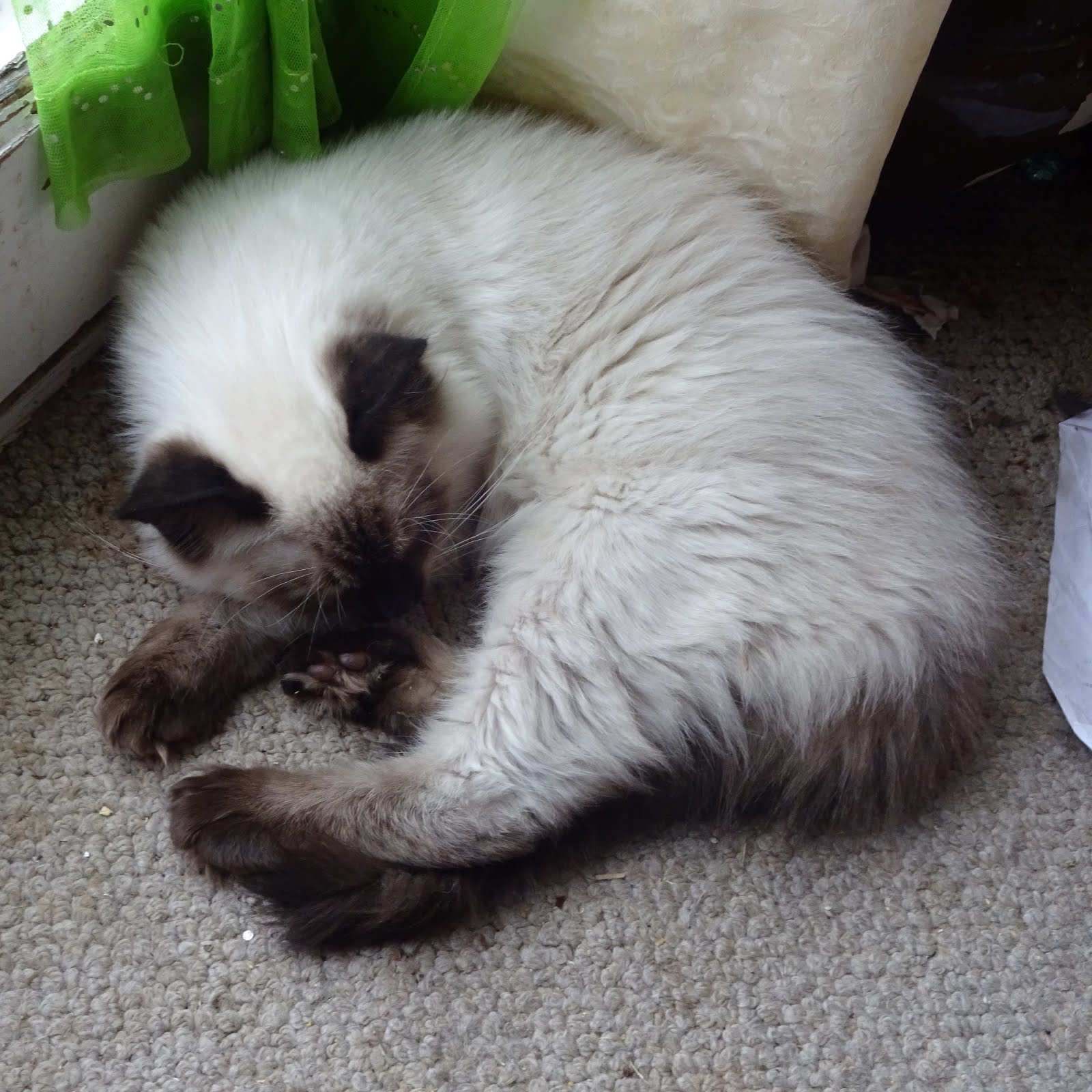 Kittens and Cats, Perfect Pets!