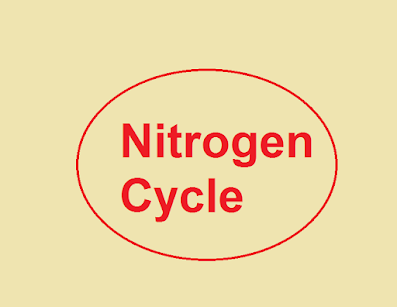 नाइट्रोजन चक्र