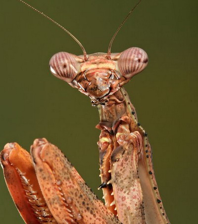 Conociendo a los animales: Mantis Religiosa