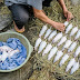 Vietnamese Rat Meat Is As Delicious As ... Cheese