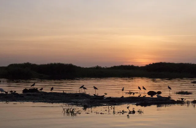 Birds at sunset on Lake Victoria in Entebbe, Uganda