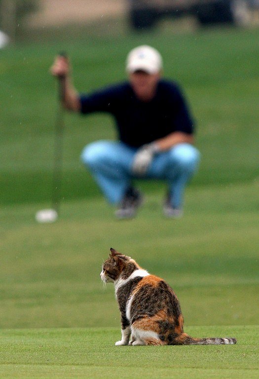 Golf cat. кошачьи гольфы. Golf cat. как выглядит кошка для гольфа. кот гольфист.