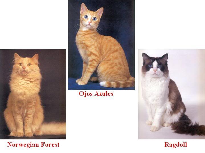 4 ayaklı Dostlarımız Hakkında Herşey Kedi Cinsleri (Resimli)