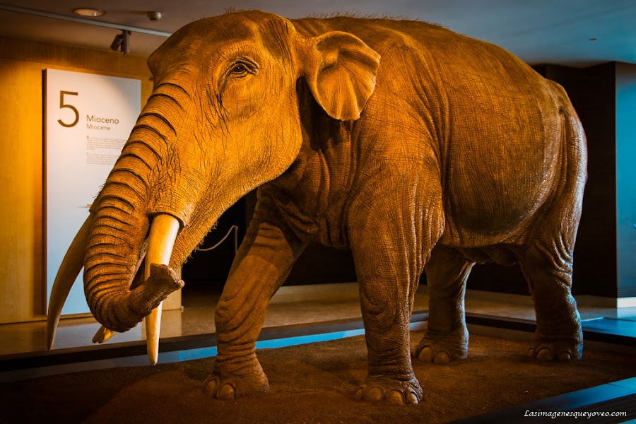 Museo de Paleontología de Castilla la Mancha (MUPA). Tierra de Dinosaurios