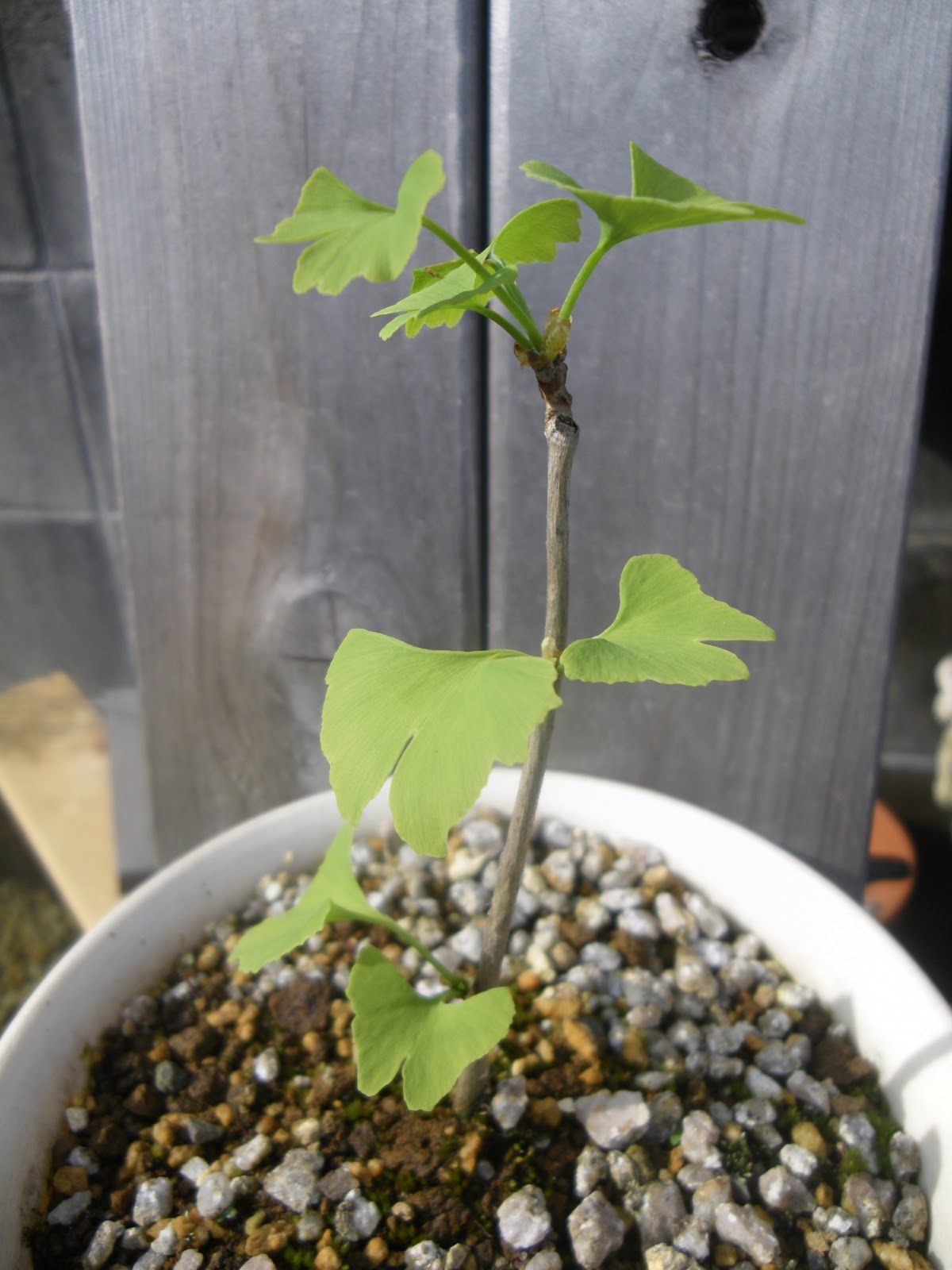 イチョウ 銀杏 のミニ盆栽の作り方 植え替え編 メダカの大工