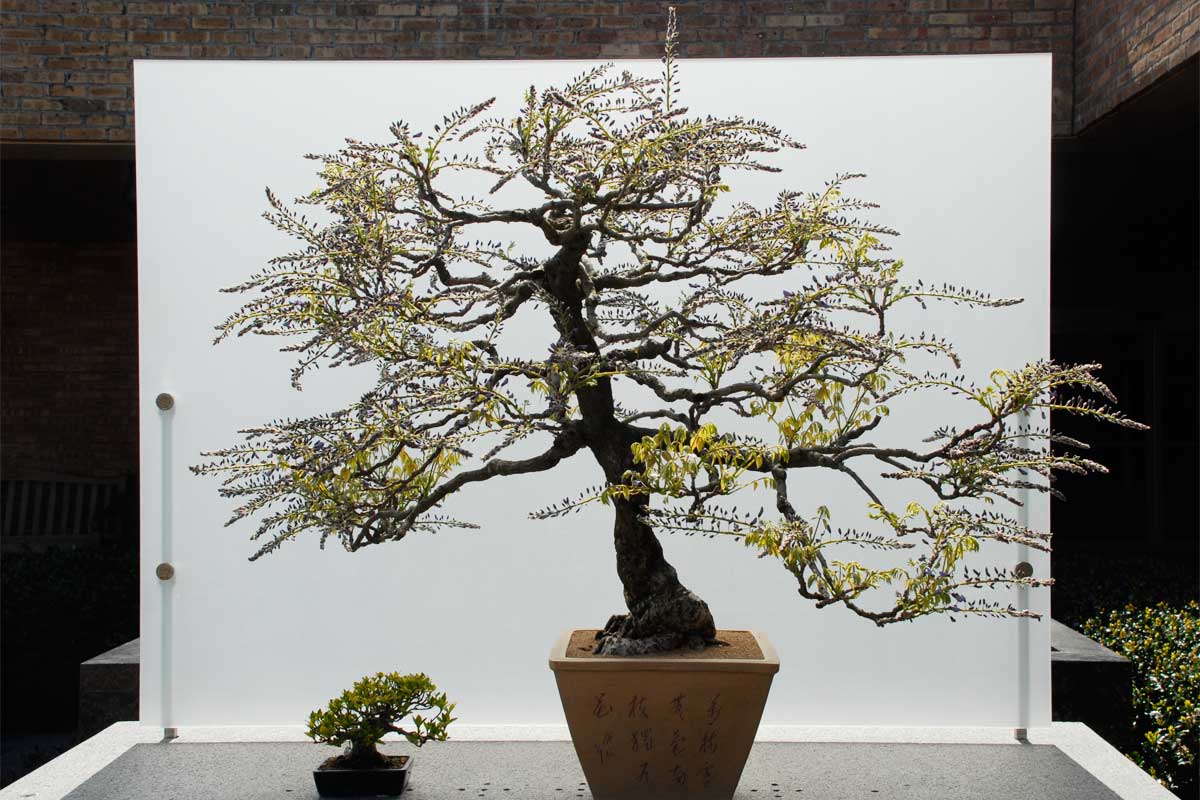 Japanese wisteria bonsai tree for sale.