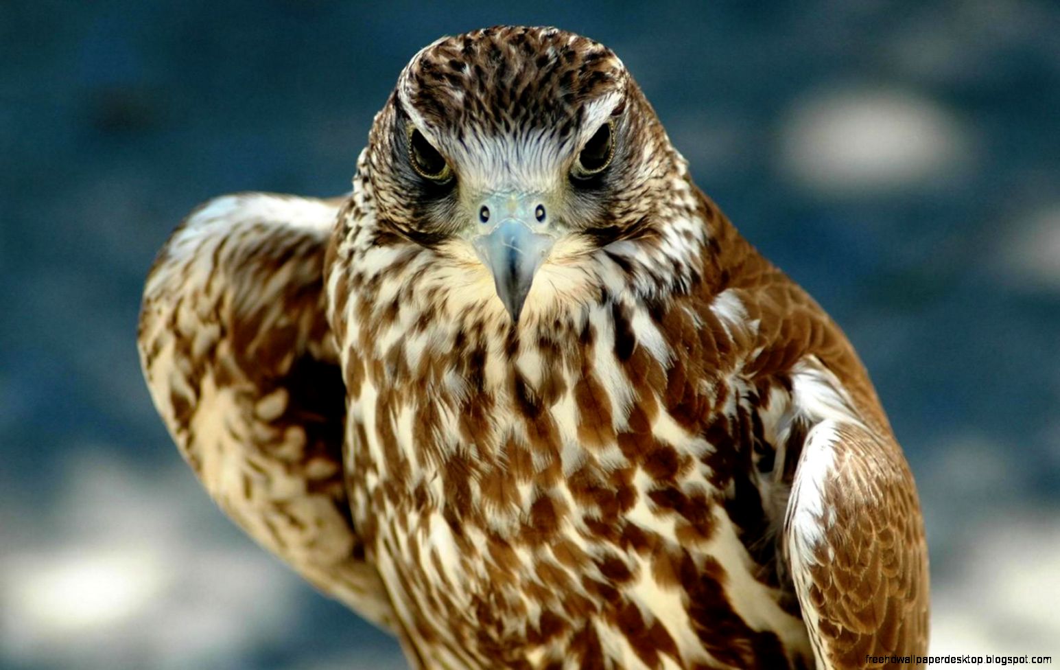 Wild Animals Pic Birds Hawks