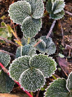 初霜のおりた苺の葉。Strawberry leaf with first frost.