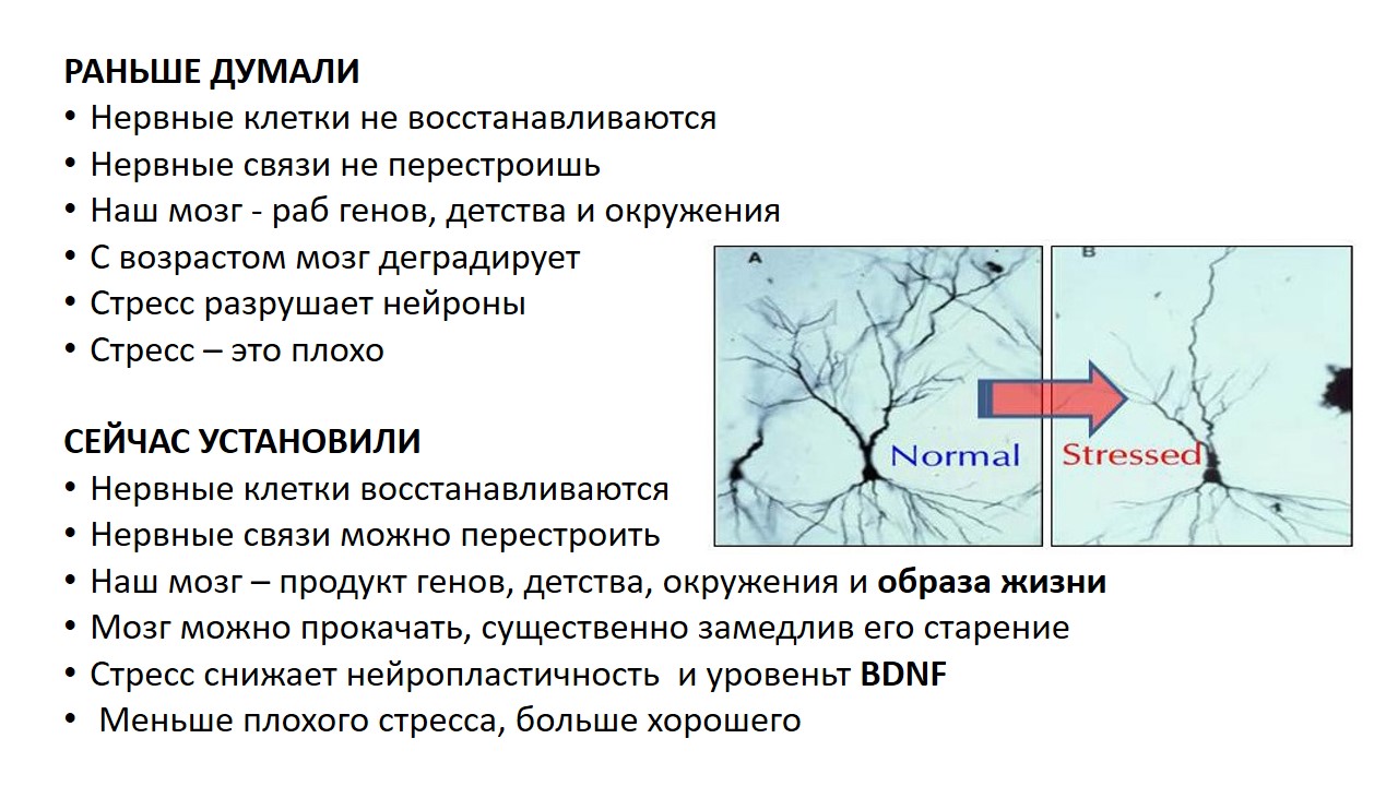 Клетки мозга восстанавливаются. Нейропластичность мозга презентация. Нервные клетки восстанавливаются. Сколько восстанавливаются нервные клетки. Нейропластичность схема.