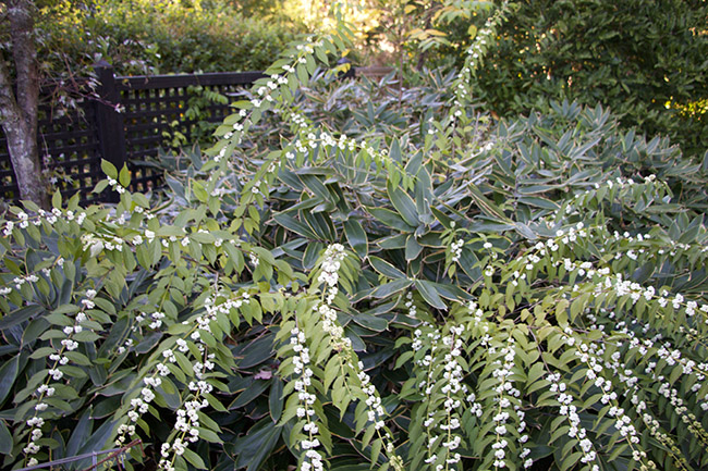 Green Garden Guru Horticultural Housekeeping When To Deadhead